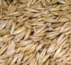 Seed photo