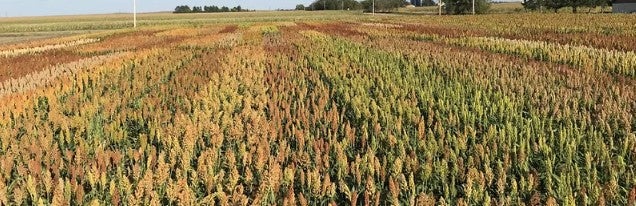 Sorghum field
