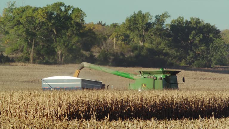 Corn harvesting image