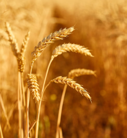 Grain harvest image