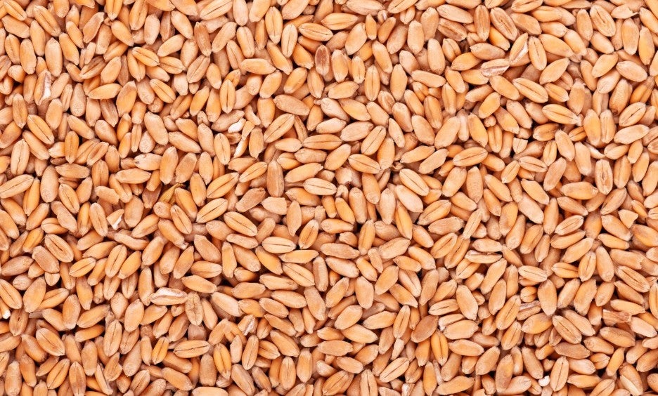 Wheat seed pic