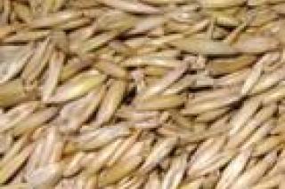 Seed photo
