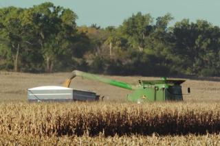 Corn harvesting image
