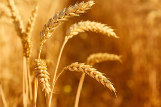 Grain harvest image
