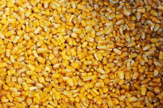corn